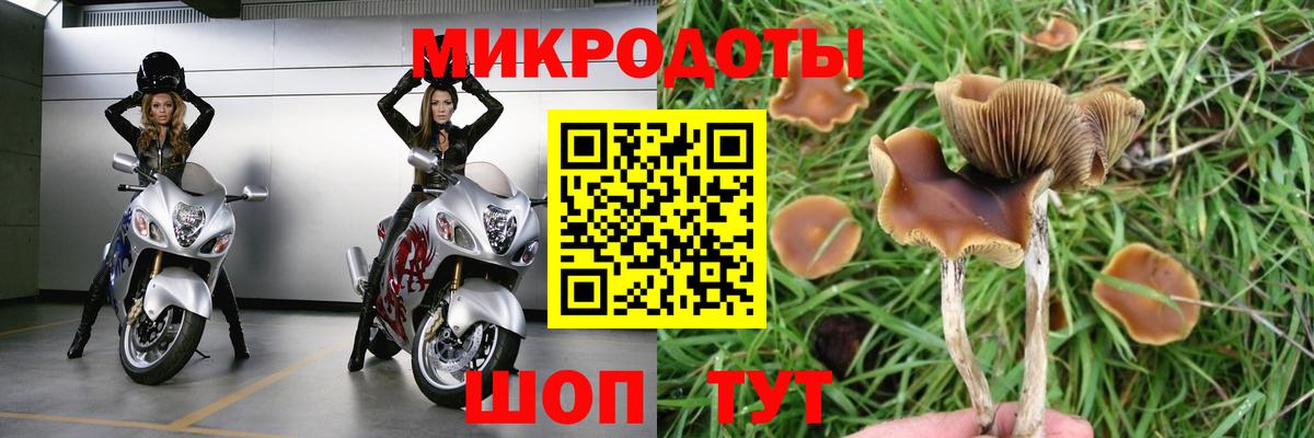Галлюциногенные грибы Psilocybine cubensis  Вход с VPN  Нальчик 